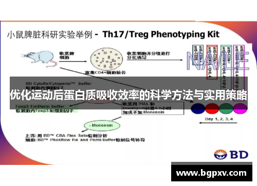 优化运动后蛋白质吸收效率的科学方法与实用策略